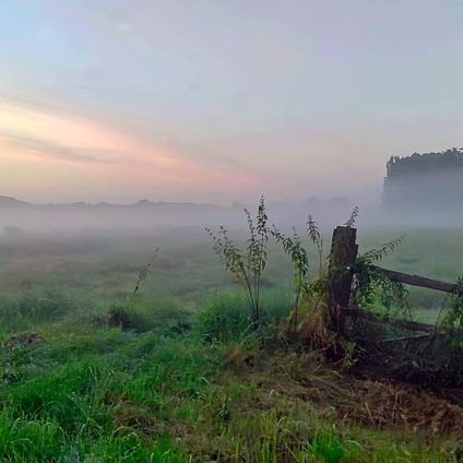 Morgennebel über den Feldern