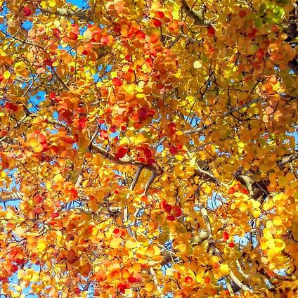 Pappel mit Herbstlaub