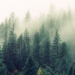 Bildnachweis offerings bg 01