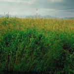 blick über wasserschwaden