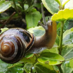 Bildnachweis die tierwelt