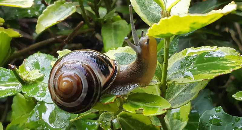 die tierwelt