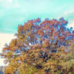 letzter schoener herbsttag