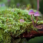 Bildnachweis 107 Naturfotografie von dichtem Moosgeflecht im Wald mit feinen Strukturen und natürlichen Grüntönen