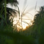 Bildnachweis A tranquil sunset view through tall grass, perfect for nature lovers.