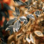 Bildnachweis A textured close-up of variegated leaves with autumn colors showcasing natural beauty.