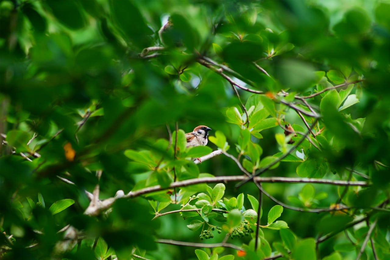 pexels photo 12858256.jpeg