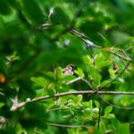 Bildnachweis Sparrow nestled in vibrant green foliage, showcasing nature's serenity and beauty.