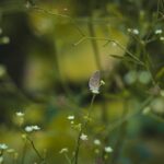 Bildnachweis A butterfly gracefully perched on a wildflower amidst lush greenery, showcasing nature's beauty in Sargodha, Pakistan.