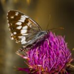 Bildnachweis Close-up of a butterfly on a vivid thistle bloom, showcasing delicate natural beauty.