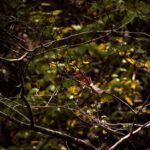 Bildnachweis Close-up of dry branches and leaves in the forest of Jianshi Township, Taiwan.