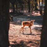 Bildnachweis A young fawn gracefully stands in a sunlit forest clearing, surrounded by trees.