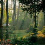 Bildnachweis Lush garden in a sunlit forest with vibrant flowers and towering trees, creating a tranquil scene.