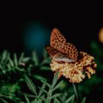 Bildnachweis Detailed shot of a butterfly perched on a marigold, showcasing nature's beauty.