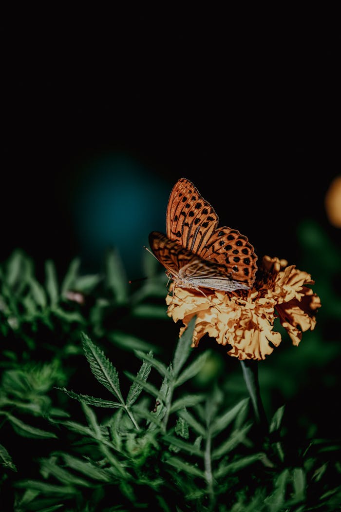 Detailed shot of a butterfly perched on a marigold, showcasing nature's beauty.