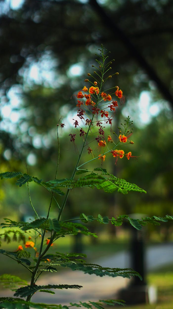 pexels photo 32762335.jpeg