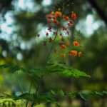Bildnachweis Close-up of vibrant orange flowers with lush green foliage in a garden setting.