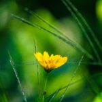Bildnachweis Close-up of a vibrant yellow flower surrounded by lush green foliage in natural sunlight.