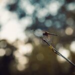 Bildnachweis Close-up of a dragonfly on a branch in Vietnam's serene outdoor setting.