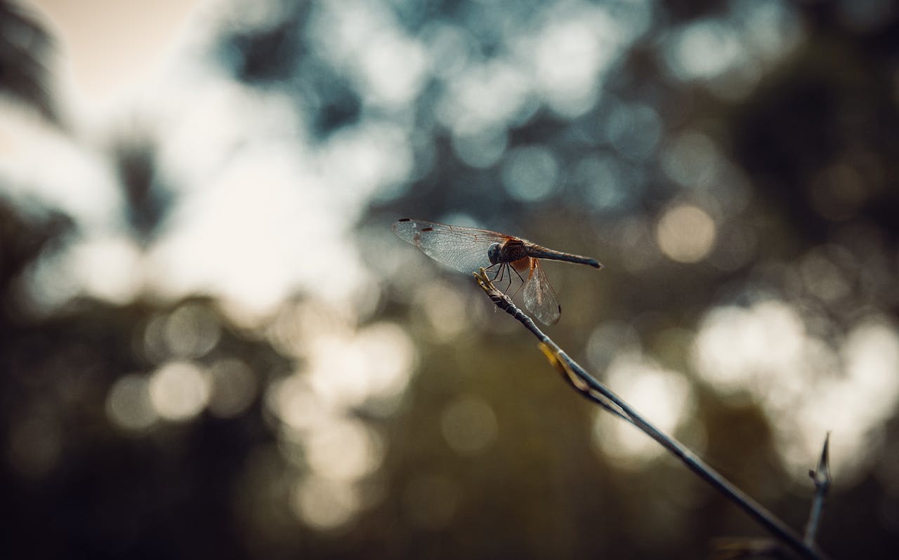 Close-up of a dragonfly on a branch in Vietnam's serene outdoor setting.