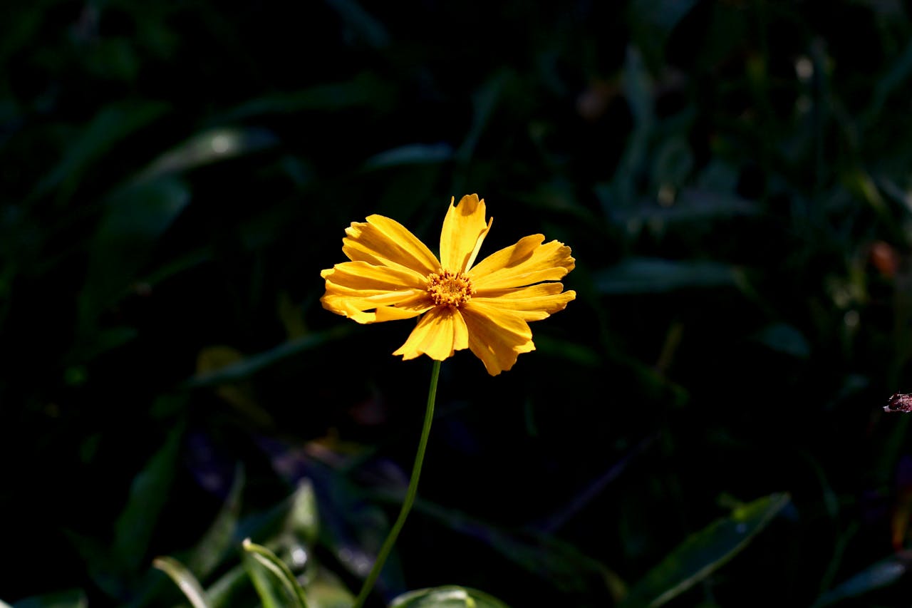 pexels photo 35090188.jpeg