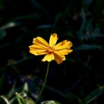 Bildnachweis Close-up of a vibrant yellow flower with dark green foliage background. Perfect for nature-themed projects.