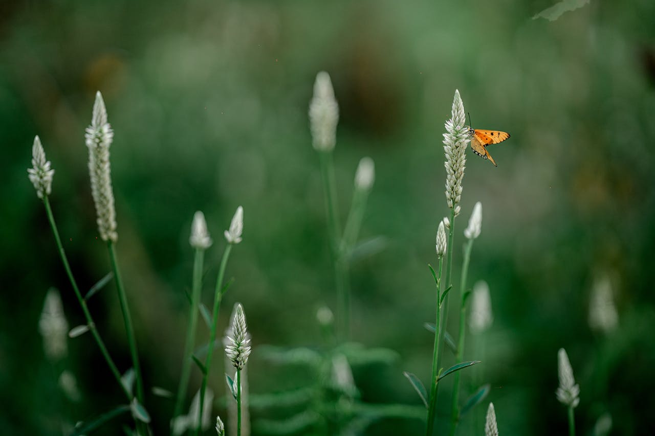 pexels photo 35597176.jpeg