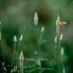 Bildnachweis Close-up of a butterfly on a wildflower amidst lush green vegetation, embodying nature's serenity.
