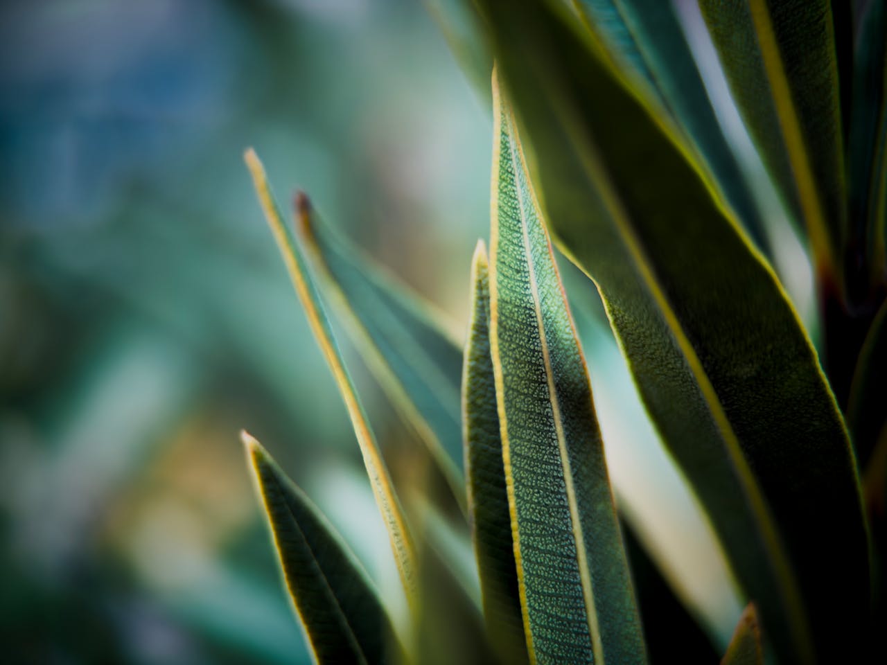 pexels photo 35699801.jpeg