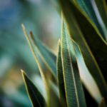 Bildnachweis Detailed macro shot of green leaves showing intricate vein patterns and texture.