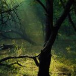 Bildnachweis Sunlight filtering through leaves illuminates a tranquil forest scene with lush greenery.