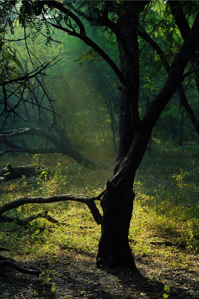 Sunlight filtering through leaves illuminates a tranquil forest scene with lush greenery.