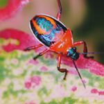 Bildnachweis Detailed image of a colorful insect perched on a vibrant leaf, showcasing natural beauty.