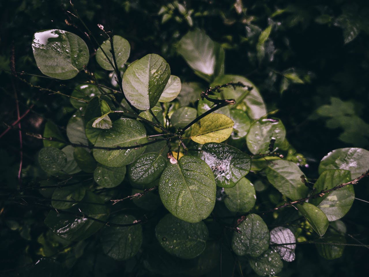 pexels photo 36678152.jpeg