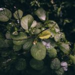 Bildnachweis Close-up of lush green leaves with dew drops in a dense forest, evoking freshness and vitality.