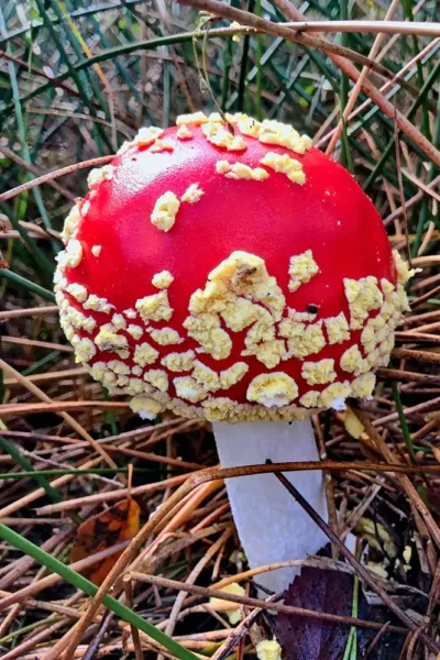 Nahaufnahme eines jungen Fliegenpilzes mit tiefroter Kappe und dichten, gelblich-weißen Punkten inmitten von trockenen Kiefernnadeln am Waldboden.