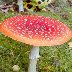 Bildnachweis 53 Ein voll entfalteter, flacher roter Fliegenpilz mit weißen Punkten steht auf einem moosigen Waldboden neben einem herbstlich gefleckten Blatt.