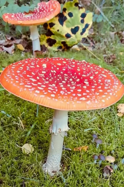 Ein voll entfalteter, flacher roter Fliegenpilz mit weißen Punkten steht auf einem moosigen Waldboden neben einem herbstlich gefleckten Blatt.