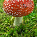Bildnachweis 56 Ein roter Fliegenpilz mit charakteristischen weißen Punkten wächst im grünen Gras und Laub auf dem Waldboden.