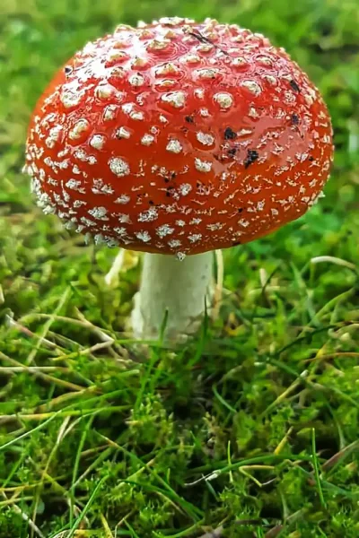 Ein roter Fliegenpilz mit charakteristischen weißen Punkten wächst im grünen Gras und Laub auf dem Waldboden.