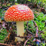 Bildnachweis 52 Ein junger Fliegenpilz mit kräftig roter Kappe und hellen Tupfen wächst auf einem Waldboden zwischen grünen Moospolstern, kleinen Zweigen und herbstlichen Kiefernnadeln.