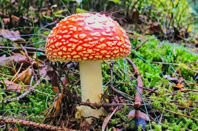 Ein junger Fliegenpilz mit kräftig roter Kappe und hellen Tupfen wächst auf einem Waldboden zwischen grünen Moospolstern, kleinen Zweigen und herbstlichen Kiefernnadeln.