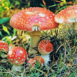 Bildnachweis 51 Eine Gruppe von mehreren roten Fliegenpilzen (Amanita muscaria) in verschiedenen Wachstumsstadien, die dicht beieinander in sattgrünem Moos und Gras wachsen.