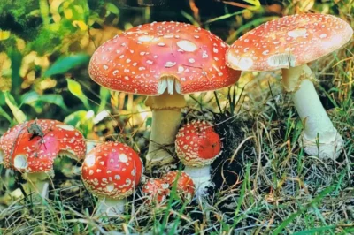 Eine Gruppe von mehreren roten Fliegenpilzen (Amanita muscaria) in verschiedenen Wachstumsstadien, die dicht beieinander in sattgrünem Moos und Gras wachsen.