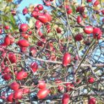 Bildnachweis 69 Nahaufnahme vieler reifer, roter Hagebutten an einem dornigen Strauch vor hellblauem Himmel im Herbst.