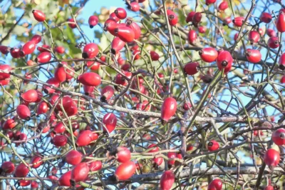 Nahaufnahme vieler reifer, roter Hagebutten an einem dornigen Strauch vor hellblauem Himmel im Herbst.