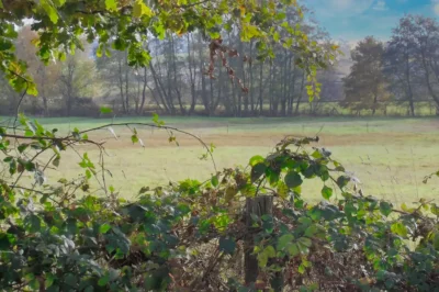 Blick über eine wilde Brombeere in die Wiesenlandschaft.