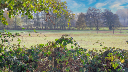 Blick über Wilde Brombeere in die Landschaft