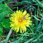 Bildnachweis 67 Eine Draufsicht auf eine leuchtend gelbe Löwenzahnblüte (Taraxacum), auf der eine kleine braune Spinne sitzt, umgeben von grünen Grashalmen mit feinen Tautropfen.
