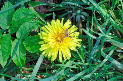 Eine Draufsicht auf eine leuchtend gelbe Löwenzahnblüte (Taraxacum), auf der eine kleine braune Spinne sitzt, umgeben von grünen Grashalmen mit feinen Tautropfen.